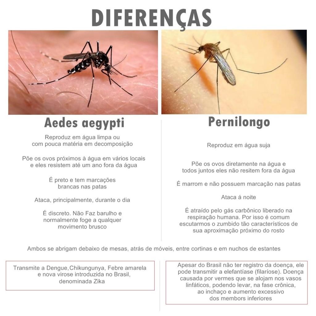 Diferenças entre o Pernilongo e o Aedes Aegypti o mosquito transmissor da Dengue, Chikungunya, Febre amarela e Zika