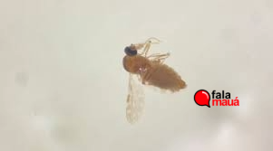 OROPOUCHE: ENTENDA ORIGEM, SINTOMAS E TRATAMENTO