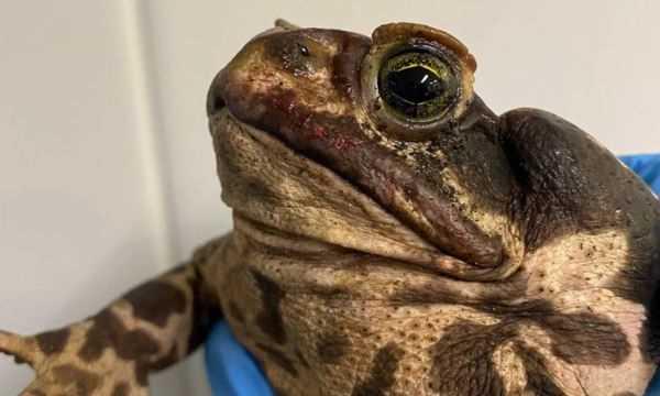 SAPA É ENCONTRADA COM A BOCA COLADA E SALVA POR VETERINÁRIOS