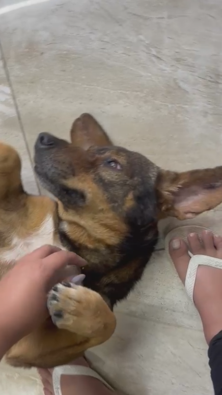 Point Pet se destaca no apoio à causa animal em Mauá