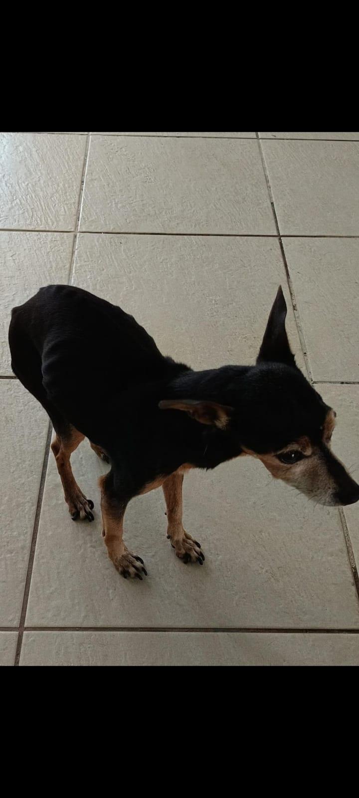cachorro desaparecido no Jardim Anchieta