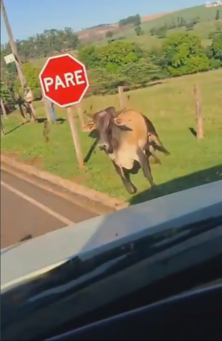 TOURO SOLTO ATACA HOMEM E DANIFICA BMW EM RIBEIRÃO PRETO
