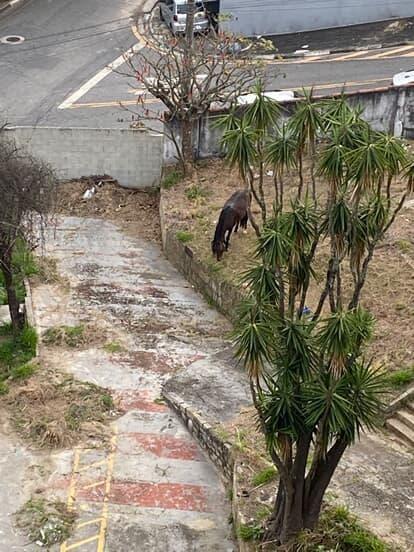 CAVALO É FLAGRADO SEM ÁGUA DURANTE TODO O DIA EM TERRENO DA VILA BOCAINA