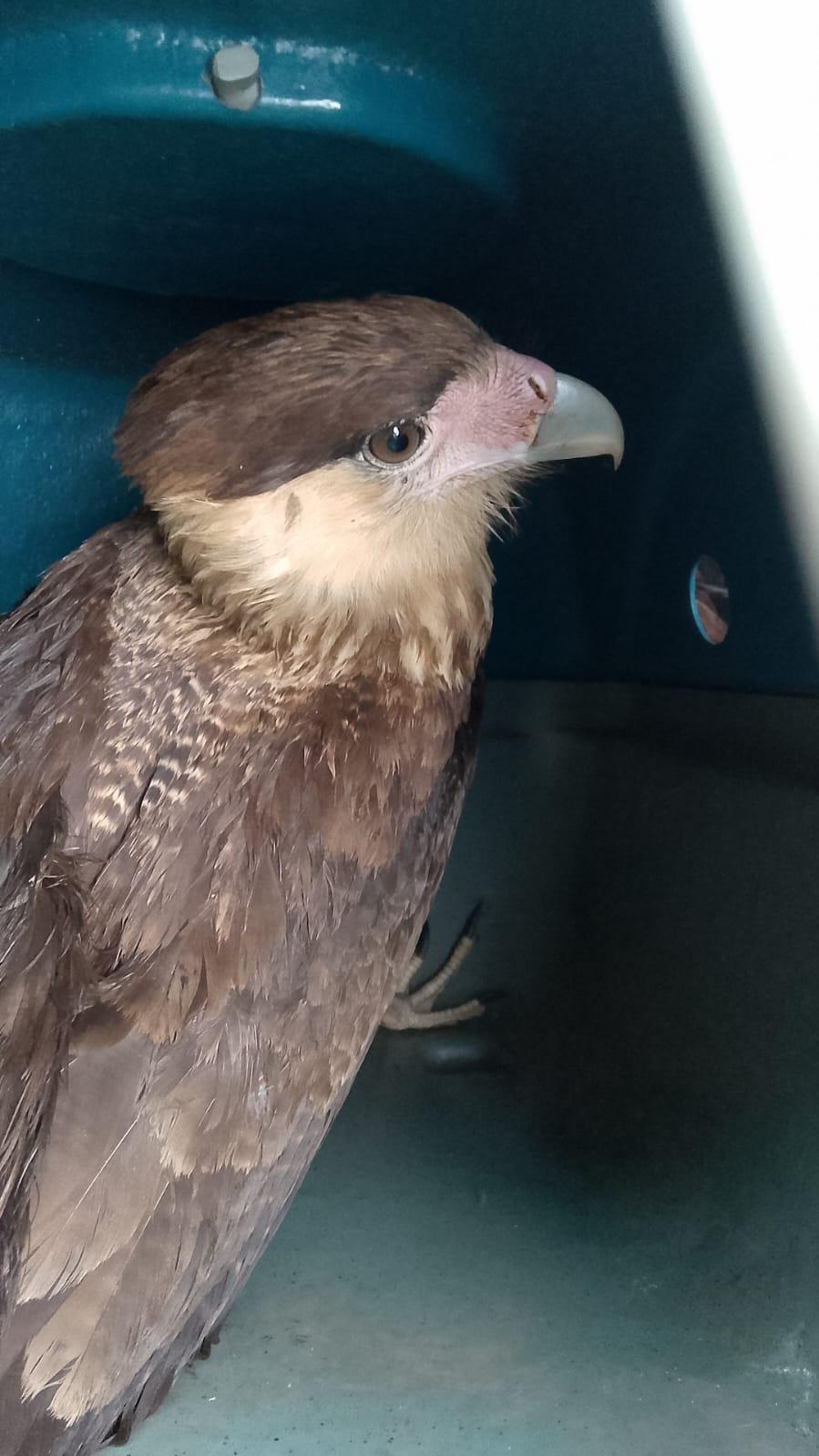 GAVIÃO É RESGATADO EM EMPRESA DE MAUÁ PELO DEPARTAMENTO DE FAUNA