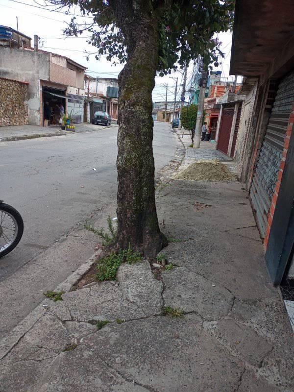 MORADORES ALERTAM PARA ÁRVORE COM RISCO DE QUEDA NO JARDIM SÍLVIA