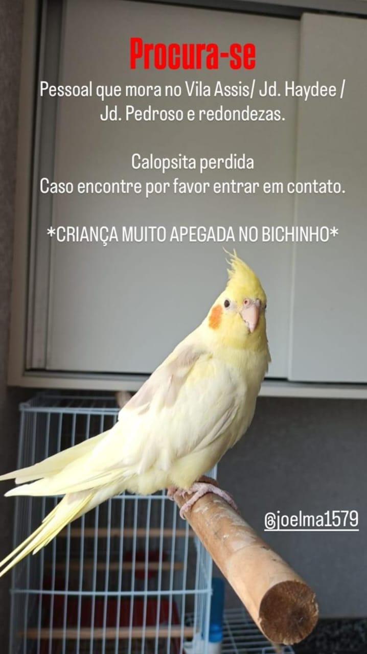 CALOPSITA SOME NO VILA ASSIS E FAMÍLIA PEDE AJUDA PARA ENCONTRAR O ANIMAL DE ESTIMAÇÃO