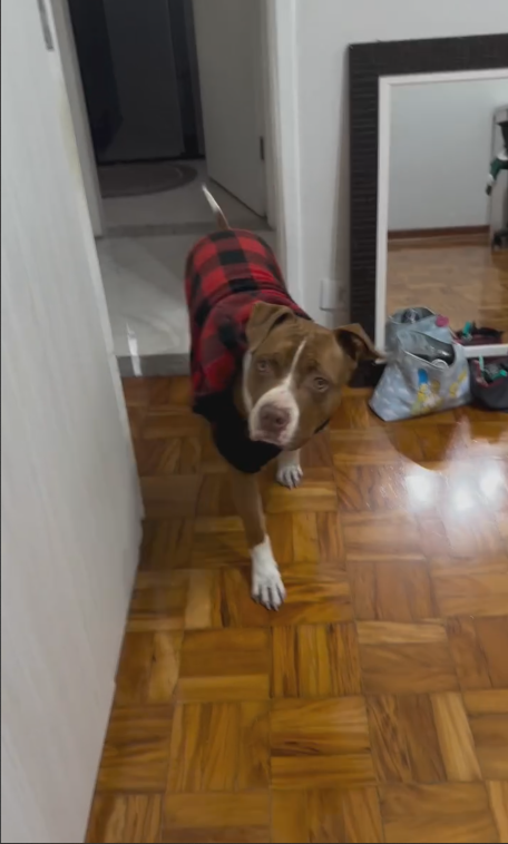 THEODORO, O PITBULL QUE CONQUISTA CORAÇÕES NAS REDES SOCIAIS