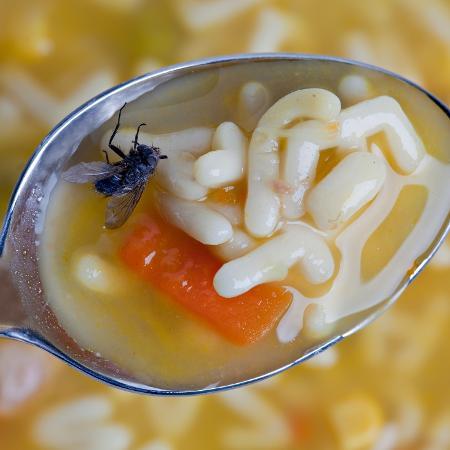 ALERTA: MOSCAS PODEM CONTAMINAR SUA COMIDA EM MINUTOS