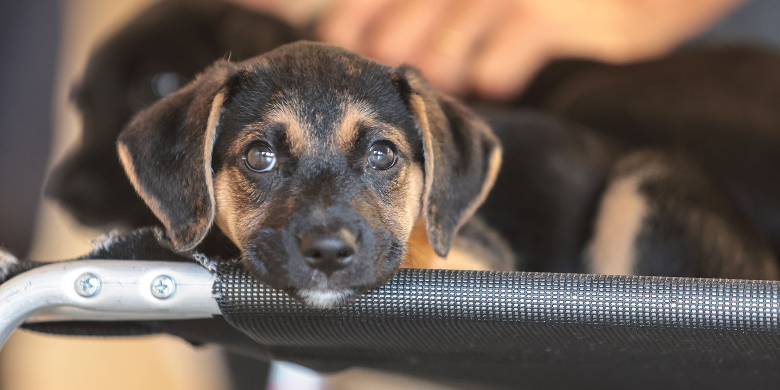 Mapa abre consulta pública sobre genéricos e similares veterinários