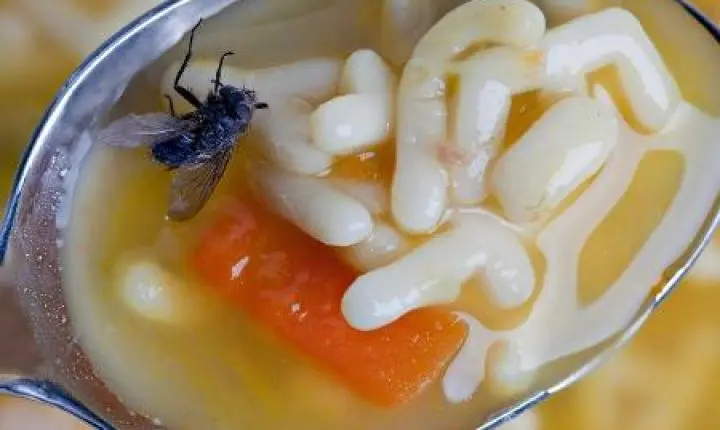 ALERTA: MOSCAS PODEM CONTAMINAR SUA COMIDA EM MINUTOS